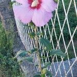 Hibiscus syriacus Kwiat