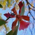 Cattleya bicolor Virág