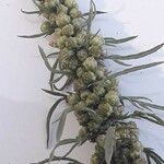 Artemisia biennis Frucht