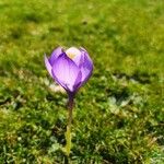 Crocus nudiflorus花