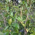 Piper tuberculatum Blad