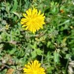 Sonchus tenerrimusFloare