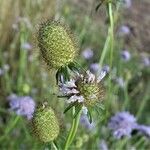 Scabiosa atropurpurea Hedelmä