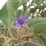 Solanum lycocarpum