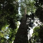 Celtis mildbraedii Habitus
