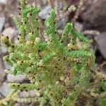 Crassula muscosa Листок