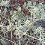 Eryngium campestre Vaisius