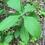 Triosteum perfoliatum Leaf