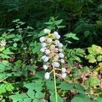 Actaea pachypoda 果實