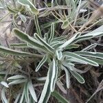 Phlomis lychnitis Folha