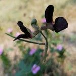 Macroptilium atropurpureumFlower