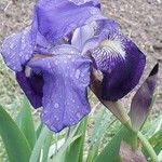 Iris lutescens Lorea