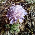 Scabiosa canescens फूल