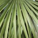 Chamaerops humilisFolha