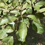 Tabebuia rosea Leaf