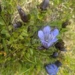 Gentiana calycosa Цветок