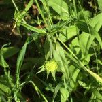 Knautia integrifolia Leaf