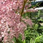 Filipendula rubra Flor