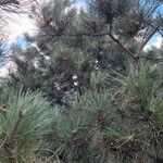 Pinus pinaster Natur