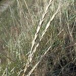 Elytrigia juncea Хабит