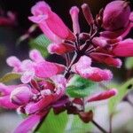 Salvia involucrata Flor