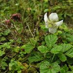 Rubus nepalensis Pokrój