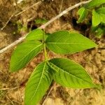 Holarrhena pubescens Leaf