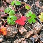 Geranium lucidum Листок