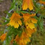 Tropaeolum leptophyllum Flower