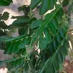 Albizia lebbeck Leaf