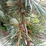 Cedrus deodaraFruit