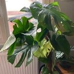 Monstera deliciosa Leaf