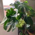 Monstera deliciosa Листок