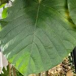 Ficus umbellata Folha