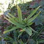 Allium porrum Leaf