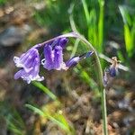 Hyacinthoides non-scripta花