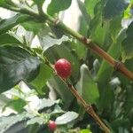 Coffea arabica Frukt