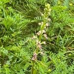 Himantoglossum adriaticum 花