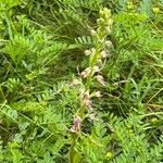 Himantoglossum adriaticum Flower