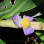 Coleotrype madagascaricaFlower