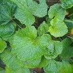 Petasites pyrenaicus Blatt