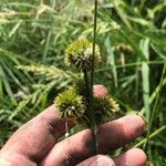 Juncus torreyi Fruto