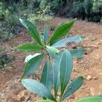 Thiollierea parviflora Hoja