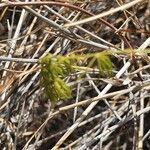 Asparagus racemosus Leaf