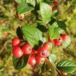 Cotoneaster bullatusFruit