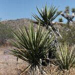 Yucca schidigera Habitus