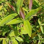 Hypericum sampsonii Лист