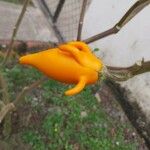 Solanum mammosum Fruit