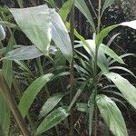 Hedychium coccineum Folha