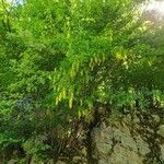 Laburnum anagyroidesFlor